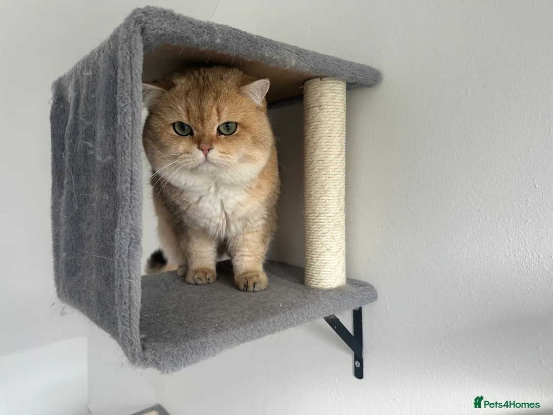 British Shorthair cats for stud: 👑 GCCF & TICA GOLDEN SHADED NY12 FOR STUD 👑🧸 - Advert 2