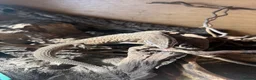 Mixed Breed reptiles for sale: Various snakes for sale  - Advert 6