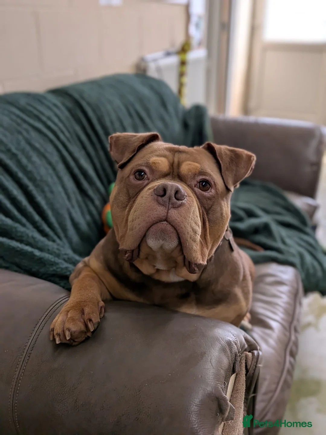 Mixed Breed dogs for adoption: Gimli  - Advert 1