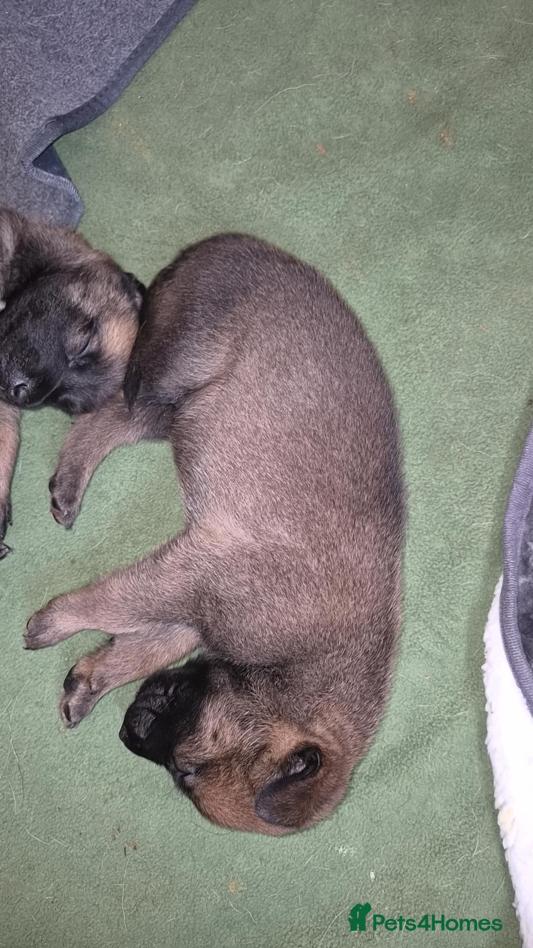 Belgian Shepherd Dog dogs 8 Beautiful Belgian Malinois pups - Advert 2