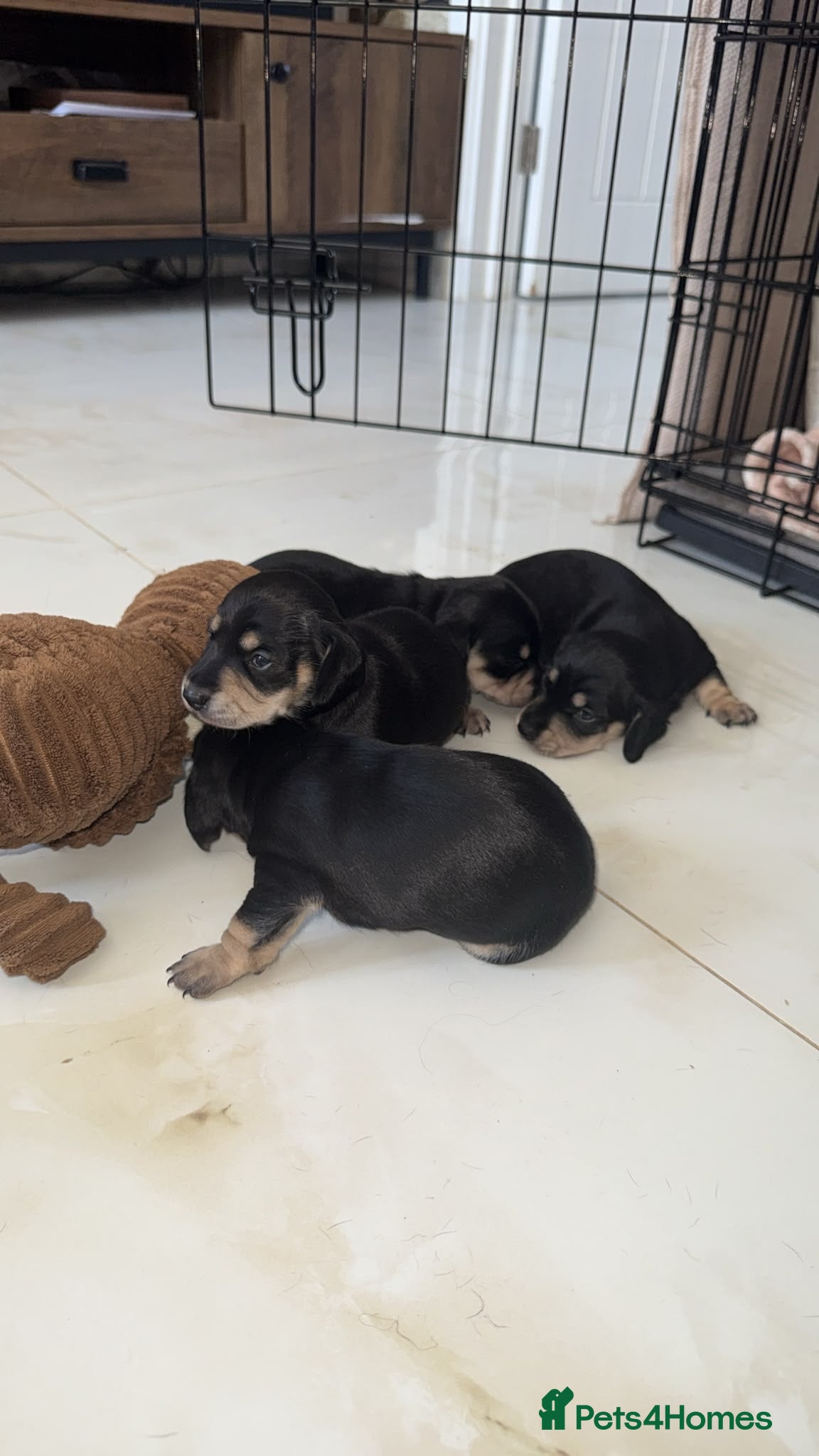 Miniature Dachshund dogs KC Registered Mini Dachshund Puppies – Available - Advert 1