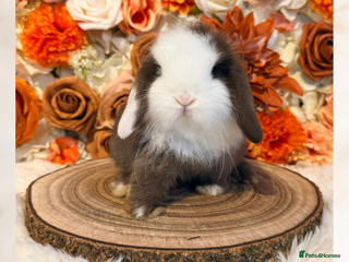 Mini Lop rabbits VACCINATED PUREBRED MINI LOPS - Advert 23