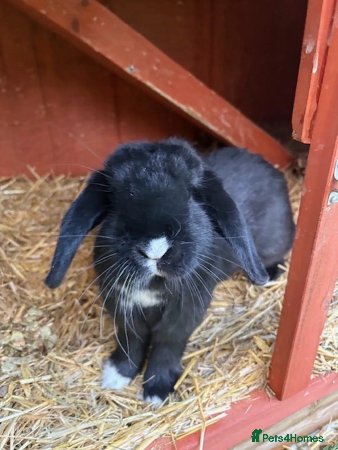 Mixed Breed rabbits for sale: Mini Lop X Netherland Dwarf - Advert 2