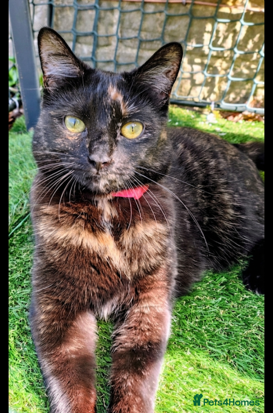 British Shorthair cats Gentle Poppy looking for a forever home  - Advert 11