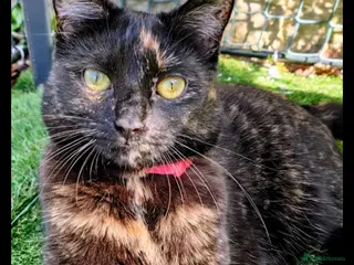 British Shorthair cats Gentle Poppy looking for a forever home - Advert 11