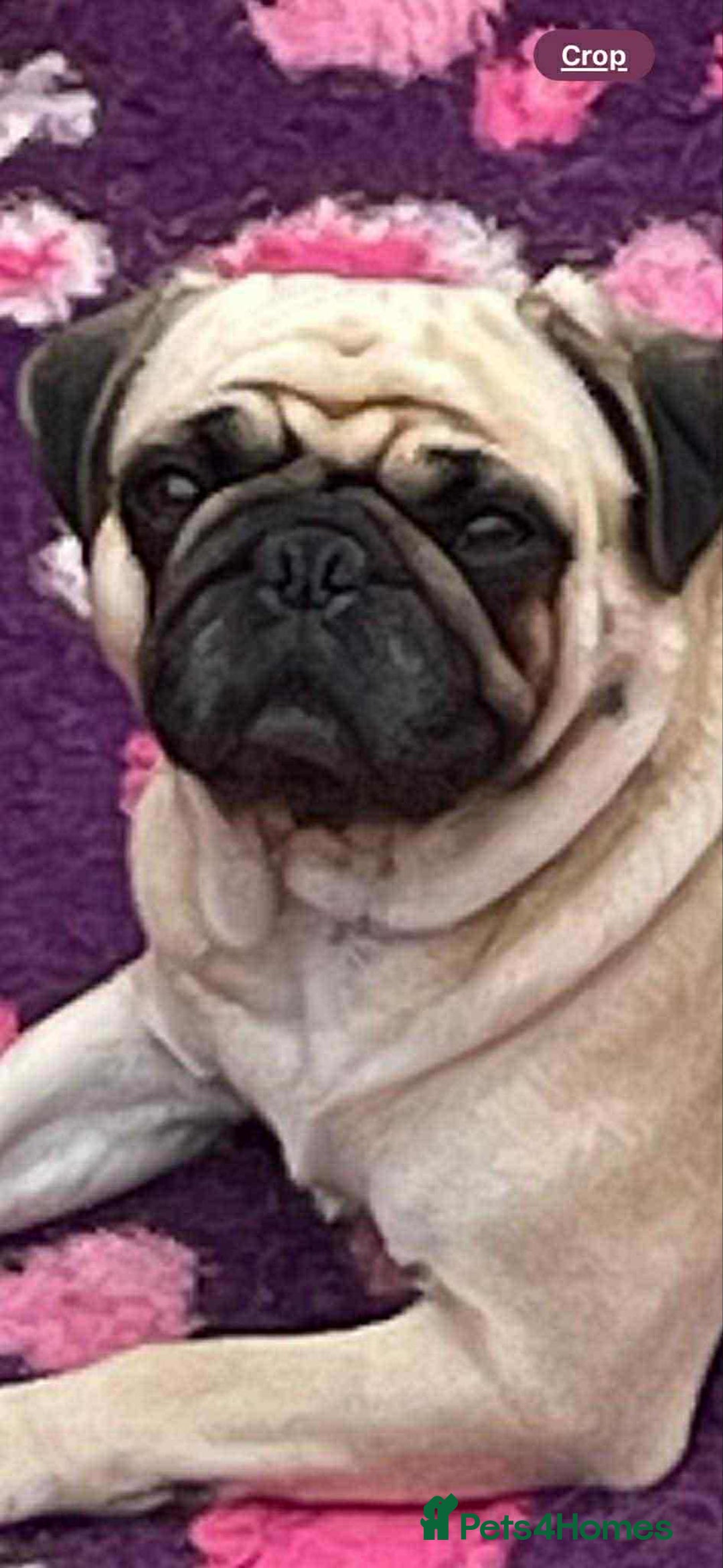 Pug dogs for sale: Loving Home Needed for Our Beautiful Puppy –Albert - Advert 3