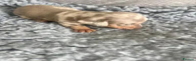 Dachshund 2