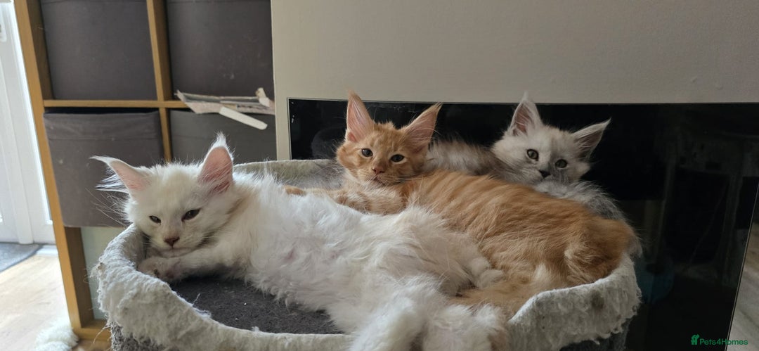 Maine Coon cats for sale: Looking for Special needs homes  - Image 12