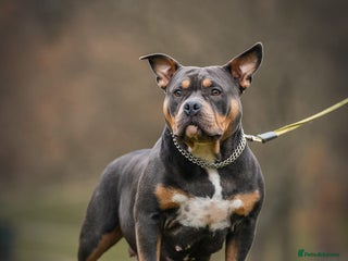 American Bully dogs - Advert 3