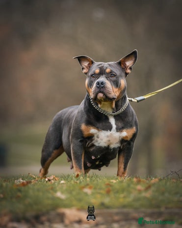 American Bully dogs - Advert 1