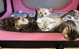 Bengal cats for sale: Supreme Grand Champion TICA bengal kittens  - Image 11