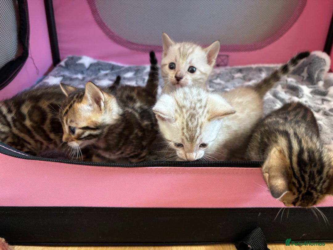 Bengal cats for sale: Supreme Grand Champion TICA bengal kittens  - Image 11