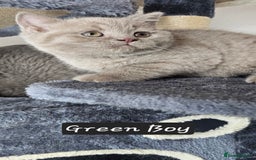 British Shorthair cats for sale: British short hair kittens - Advert 31