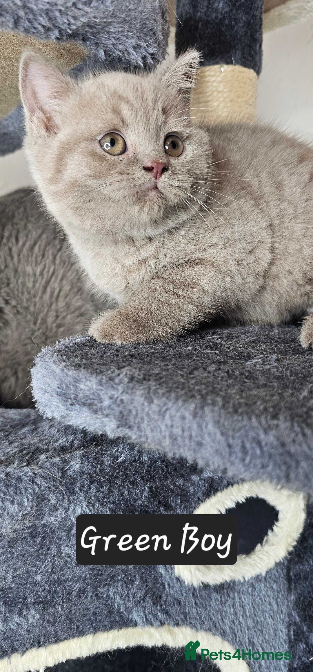 British Shorthair cats for sale: British short hair kittens - Advert 31