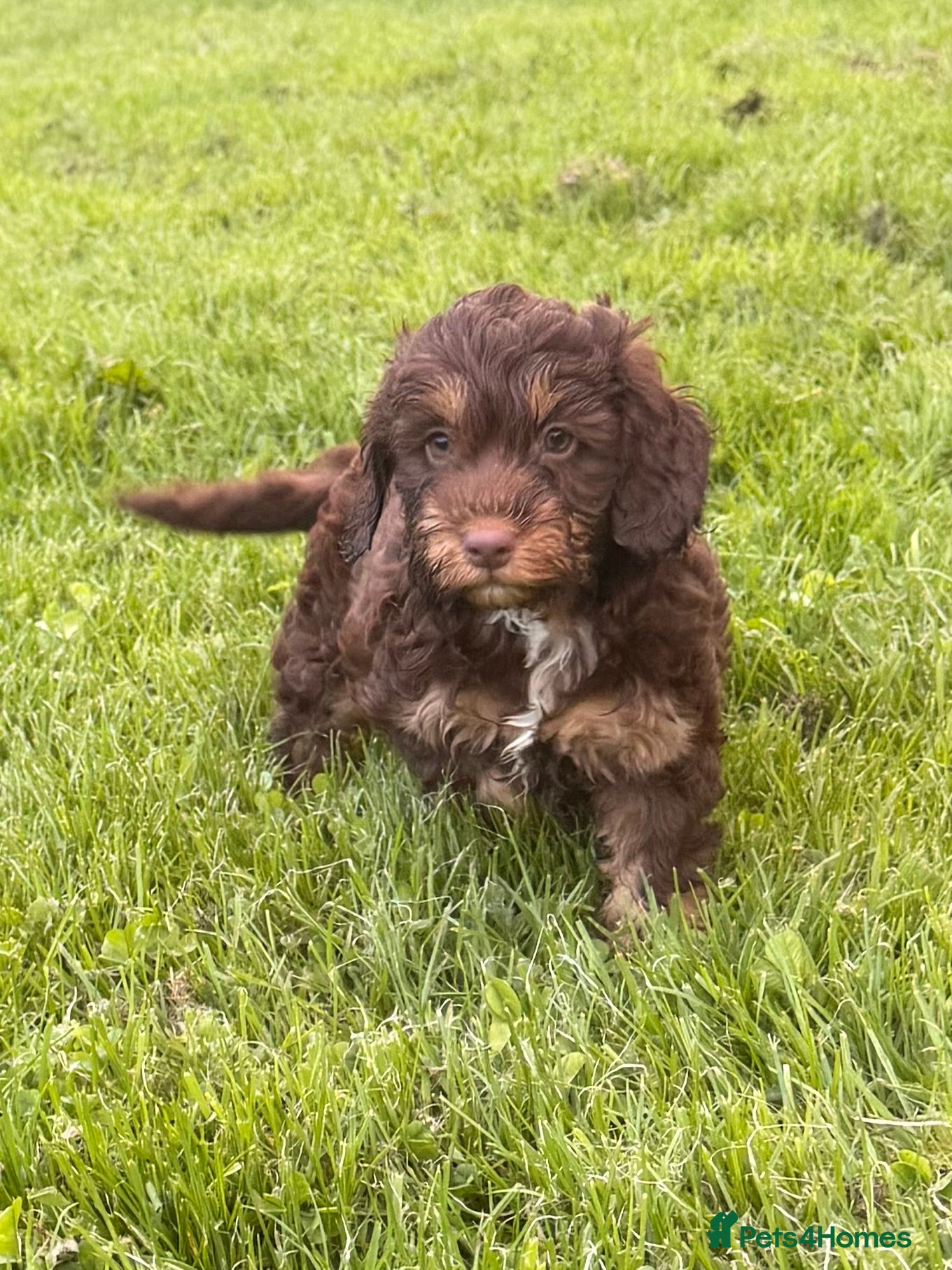 Cockapoo dogs Stunning F1 Cockerpoos🧸 - Advert 1