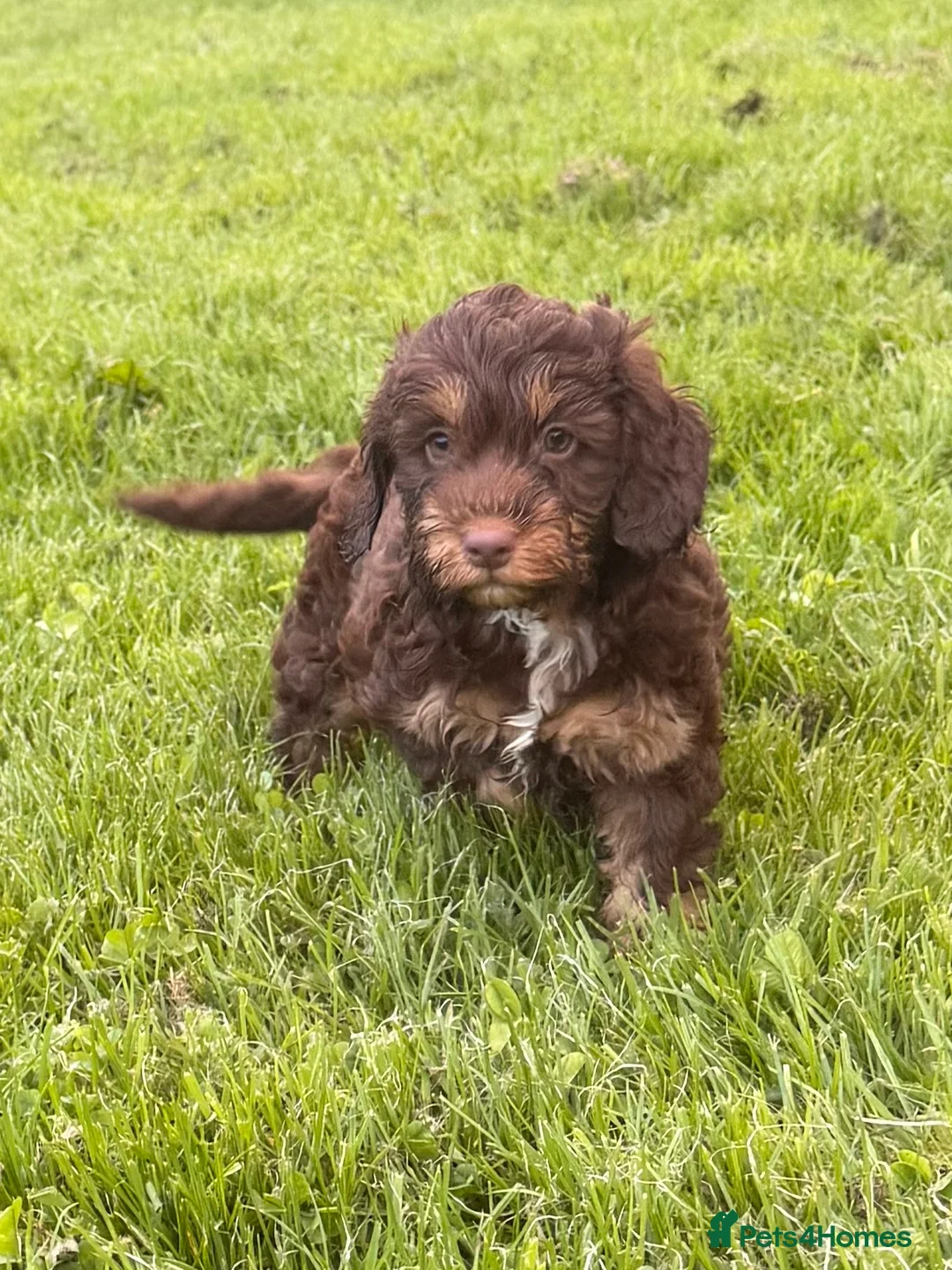Cockapoo dogs for sale: Stunning F1 Cockerpoos🧸 - Advert 1