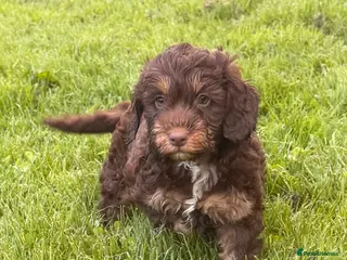 Cockapoo dogs for sale: Stunning F1 Cockerpoos🧸 - Advert 1