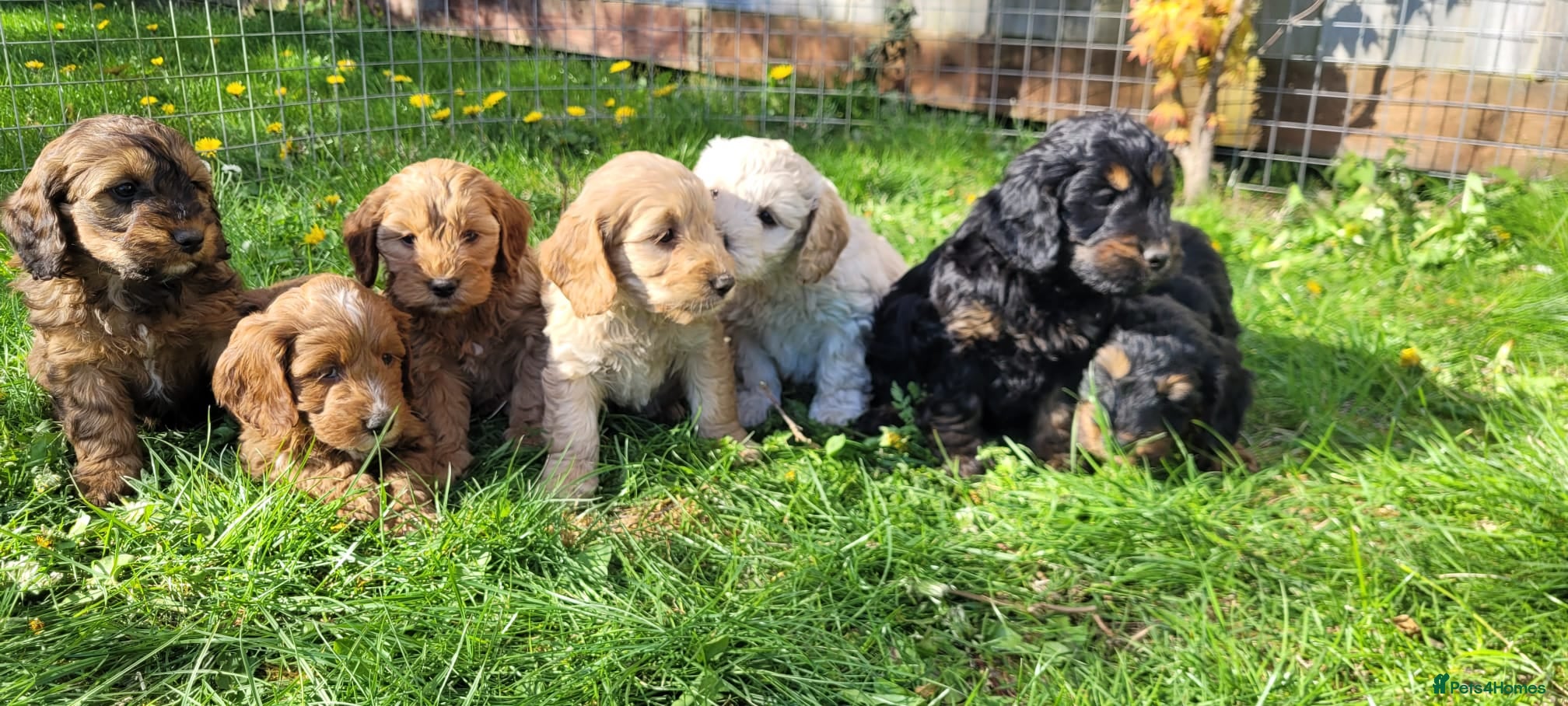 Cockapoo dogs F1 Cockerpoo Puppies  - Advert 1