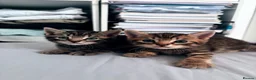 Domestic Shorthair cats for sale: 2 Adorable Mixed Breed Kittens–Must Stay Together - Advert 5