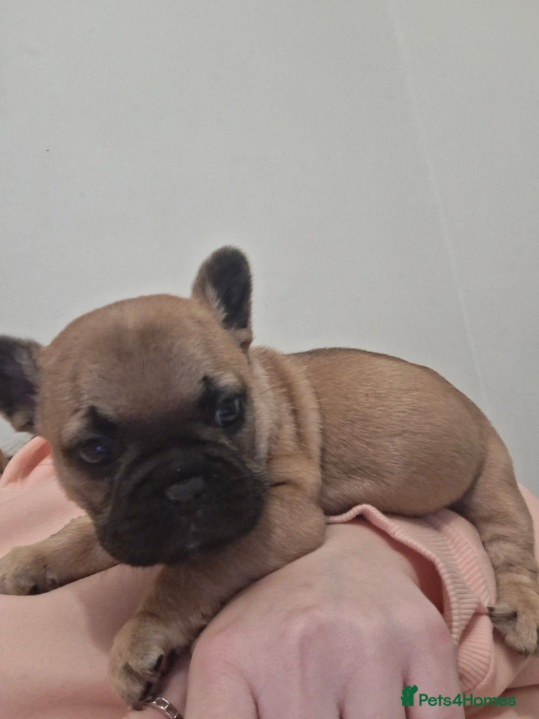 French Bulldog dogs for sale:  Pink Gene / fluffy french bulldog puppies - Advert 5