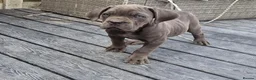 Cane Corso dogs for sale: 💜 IMPRESSIVE FULL PEDIGREE CANE CORSO LITTER 💜 - Advert 3