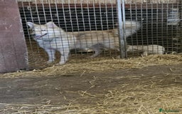 Mixed Breed dogs for sale: Puppy for sale - Image 5