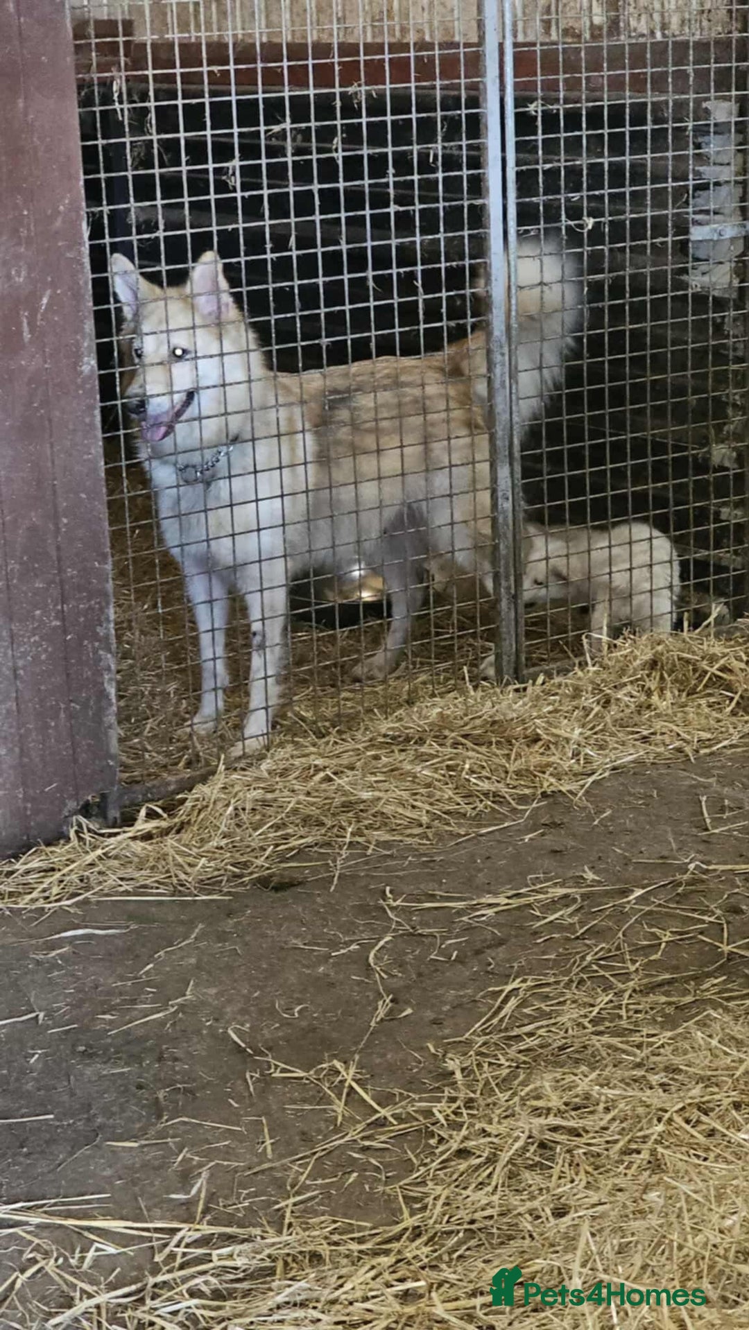 Mixed Breed dogs for sale: Puppy for sale - Image 5