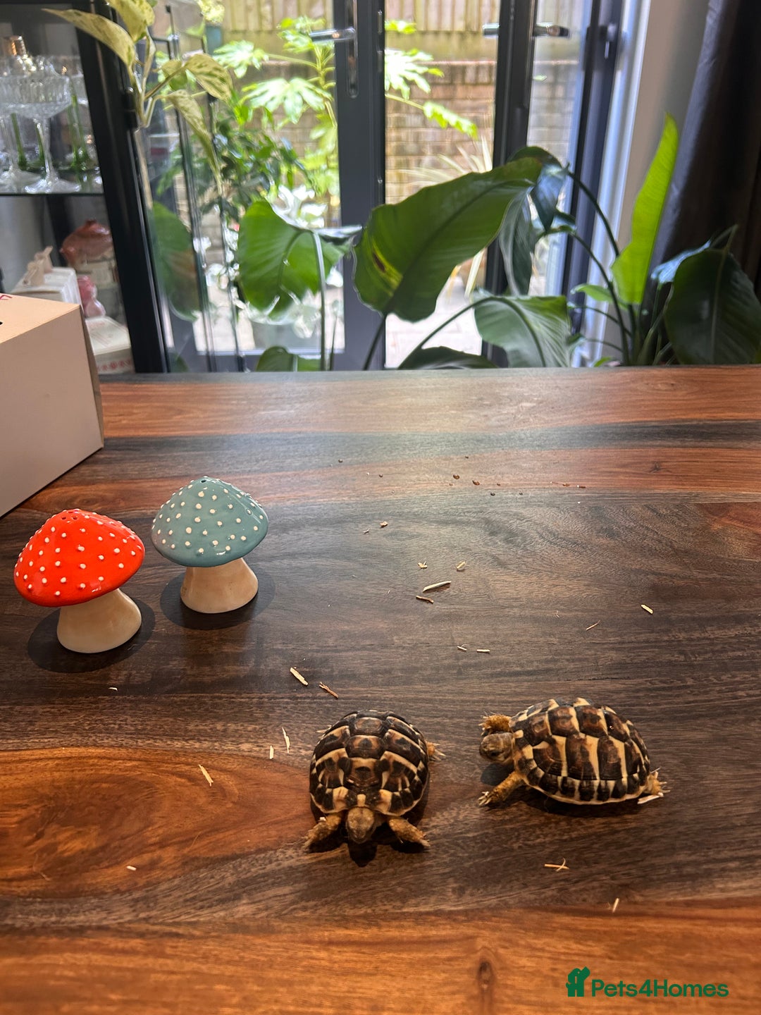 Hermann Tortoise reptiles for sale: Two Dwarf Hermann Tortoises & full set-up - Image 14