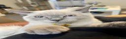 British Shorthair cats for sale: GCCF BluePoint BSH Kittens 💙 - Advert 5