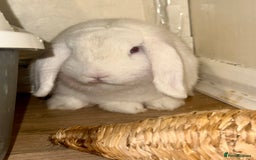 Mini Lop rabbits for sale: Beautiful Male Rabbit  - Image 2