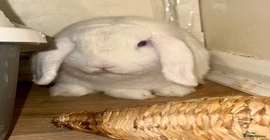Mini Lop rabbits - Advert 9