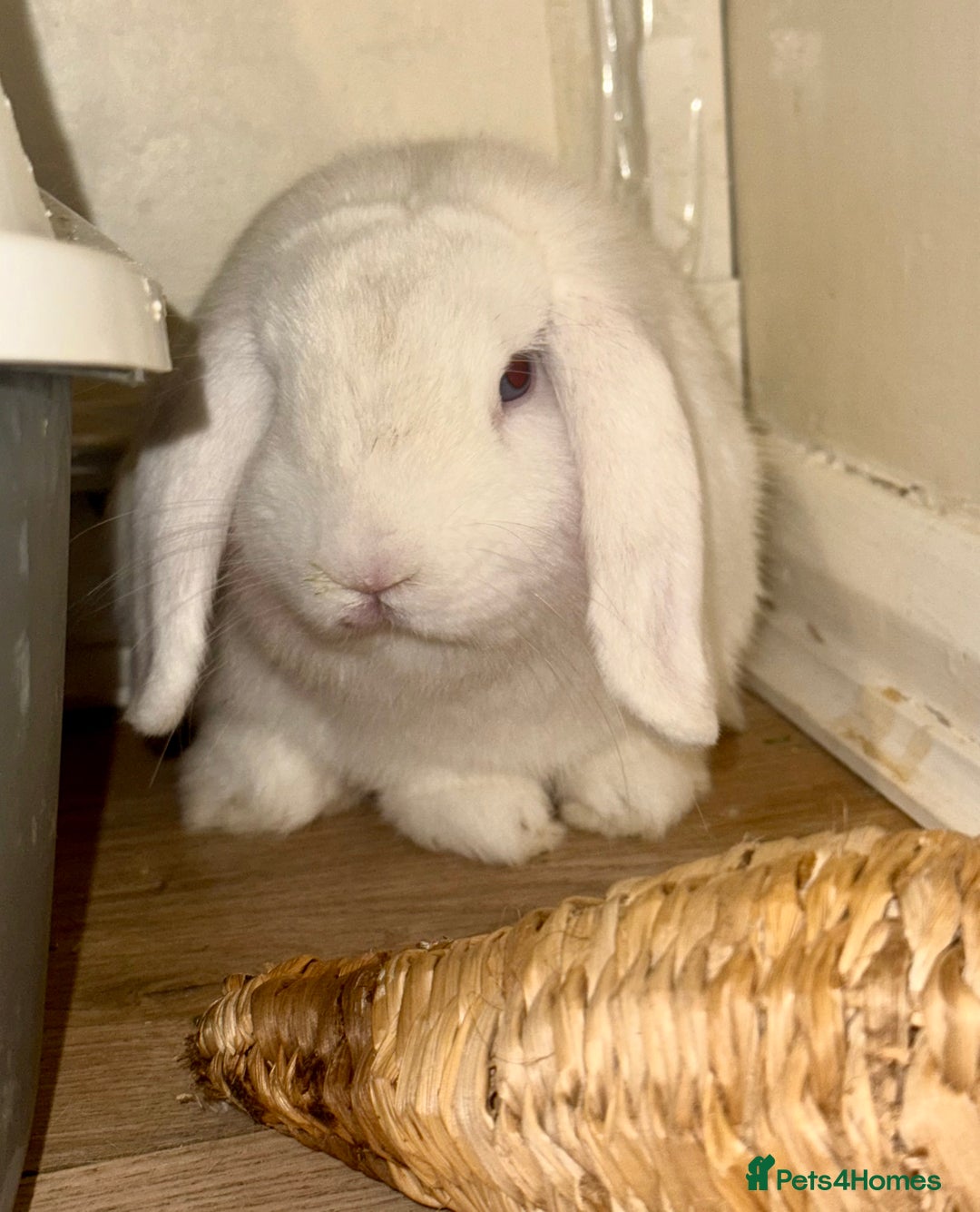 Mini Lop rabbits for sale: Beautiful Male Rabbit  - Image 2