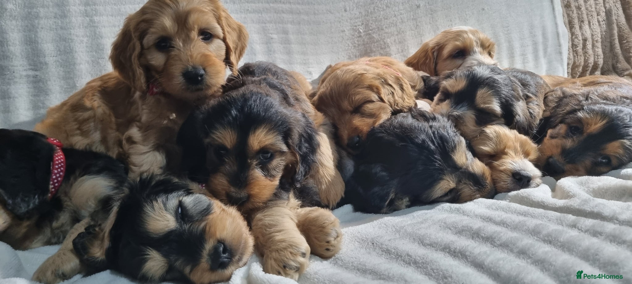 Cockapoo dogs for sale: Cockapoo❤️💜🩷🩵💙 - Advert 1