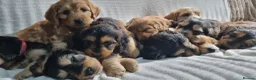 Cockapoo dogs for sale: Cockapoo❤️💜🩷🩵💙 - Advert 1