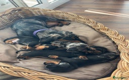 Miniature Dachshund dogs for sale: Beautiful Litter of Miniature Dachsunds - Image 4