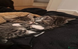 Domestic Shorthair cats for sale: 5 Tabby & Tuxedo kittens for sale - Image 11
