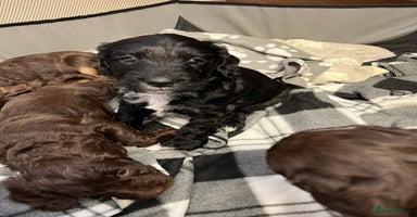 Cockapoo dogs - Advert 16