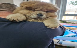 Chow Chow dogs for sale: Chow chow puppies - Image 7