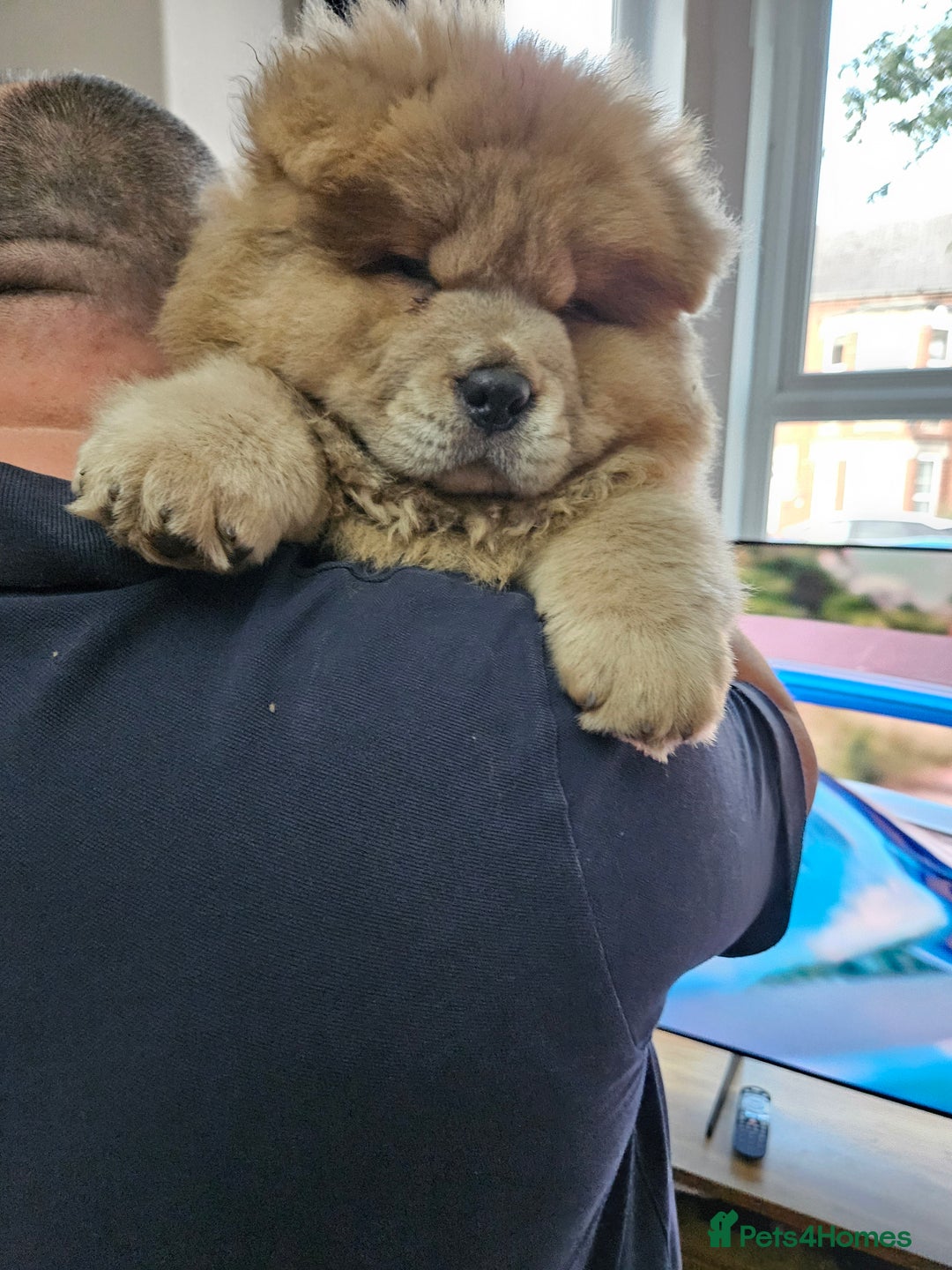 Chow Chow dogs for sale: Chow chow puppies - Image 7