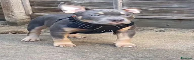 American Bully Puppy 2
