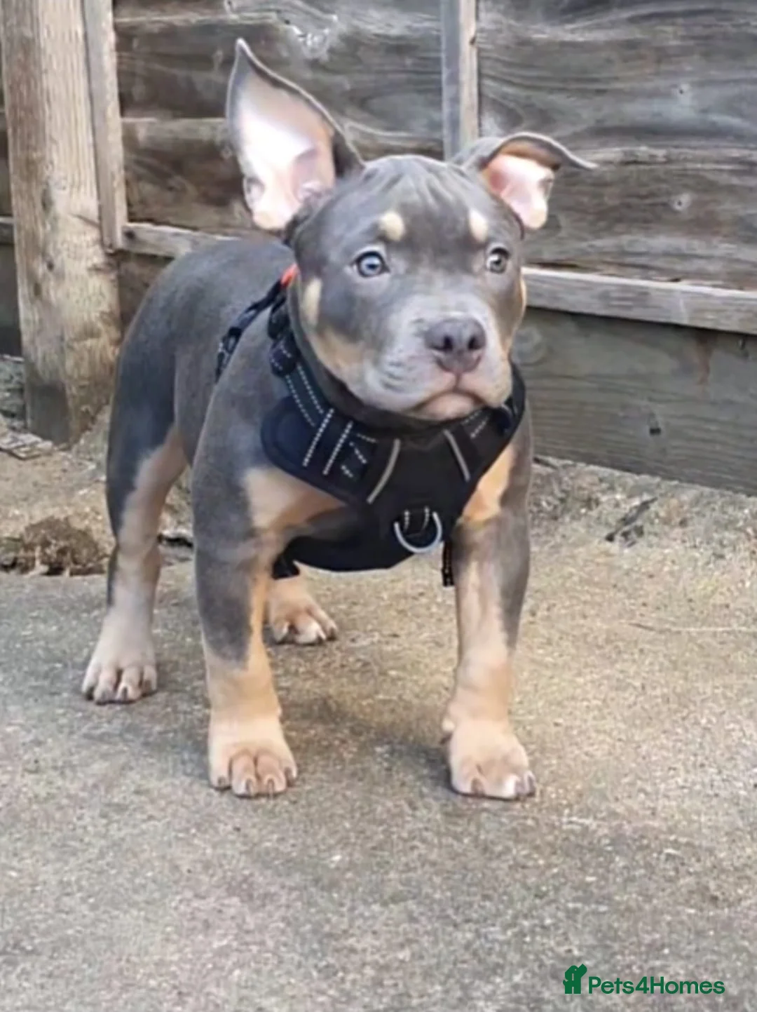 American Bully dogs for sale: American Bully Puppies - Advert 2