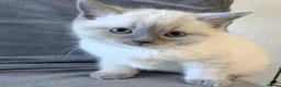 Ragdoll cats for sale: Ragdoll X British shorthaired kittens  - Advert 3