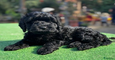 Cavapoo dogs - Advert 12