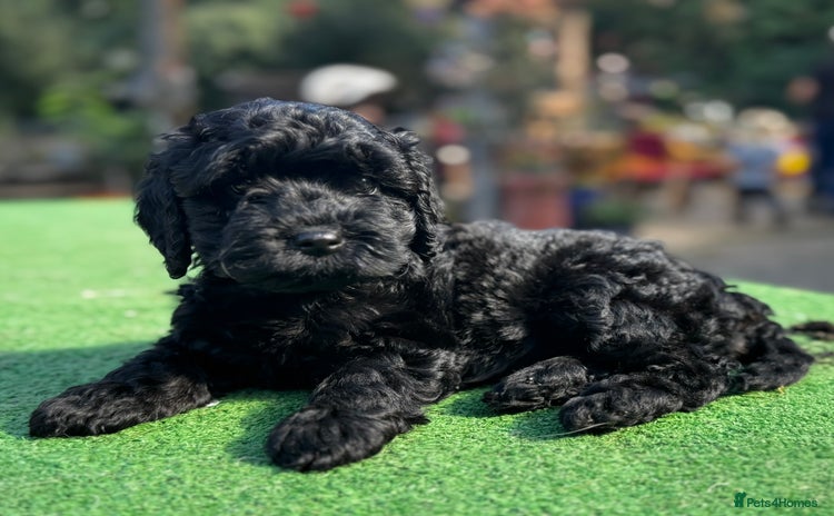 Cavapoo dogs - Advert 3