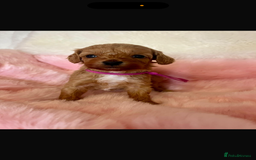 Cavapoo dogs for sale: Top quality F1b toy cavapoos  - Image 11