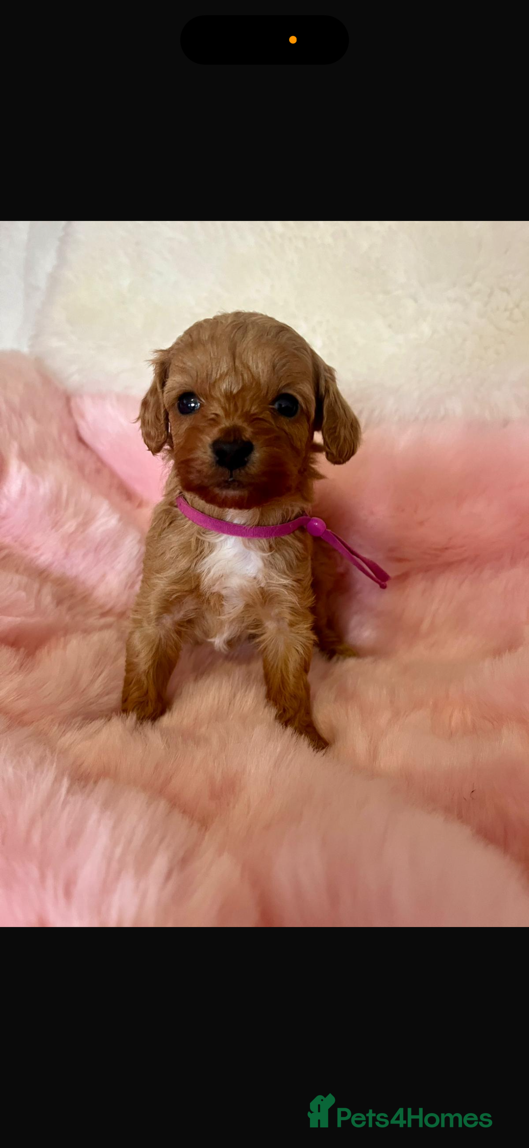 Cavapoo dogs for sale: Top quality F1b toy cavapoos  - Image 11