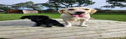 Goldendoodle dogs for sale: Beautiful f1 Goldendoodles  - Advert 2