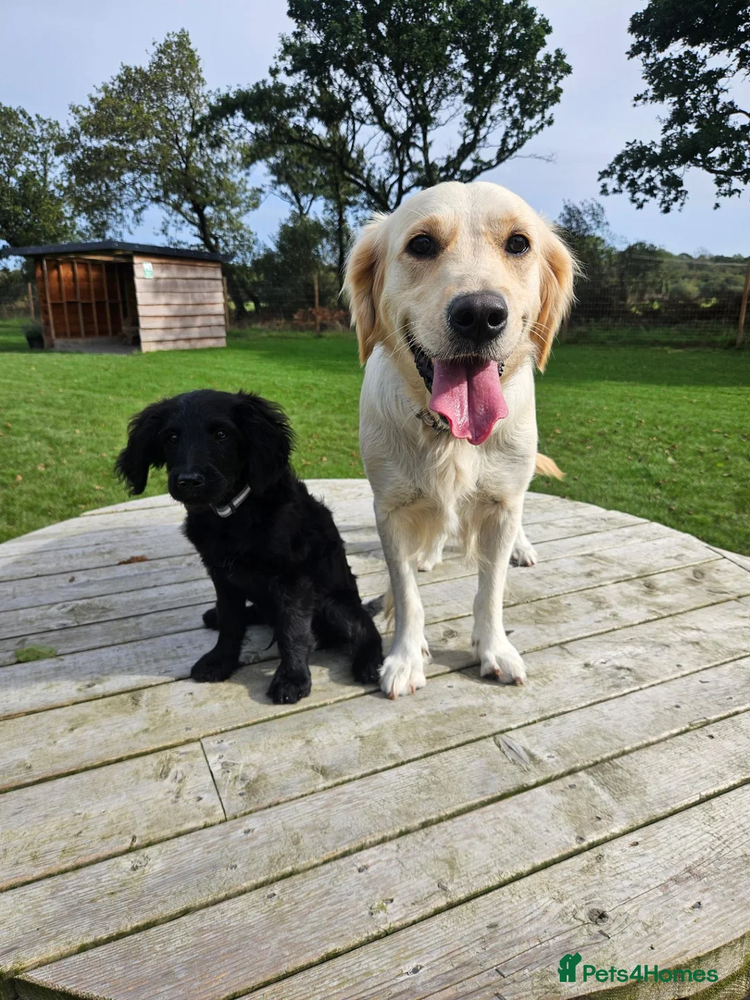 Goldendoodle dogs for sale: Beautiful f1 Goldendoodles  - Advert 2