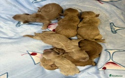 Cockapoo dogs for sale: Stunning red/apricot f1 cockapoos - Image 3