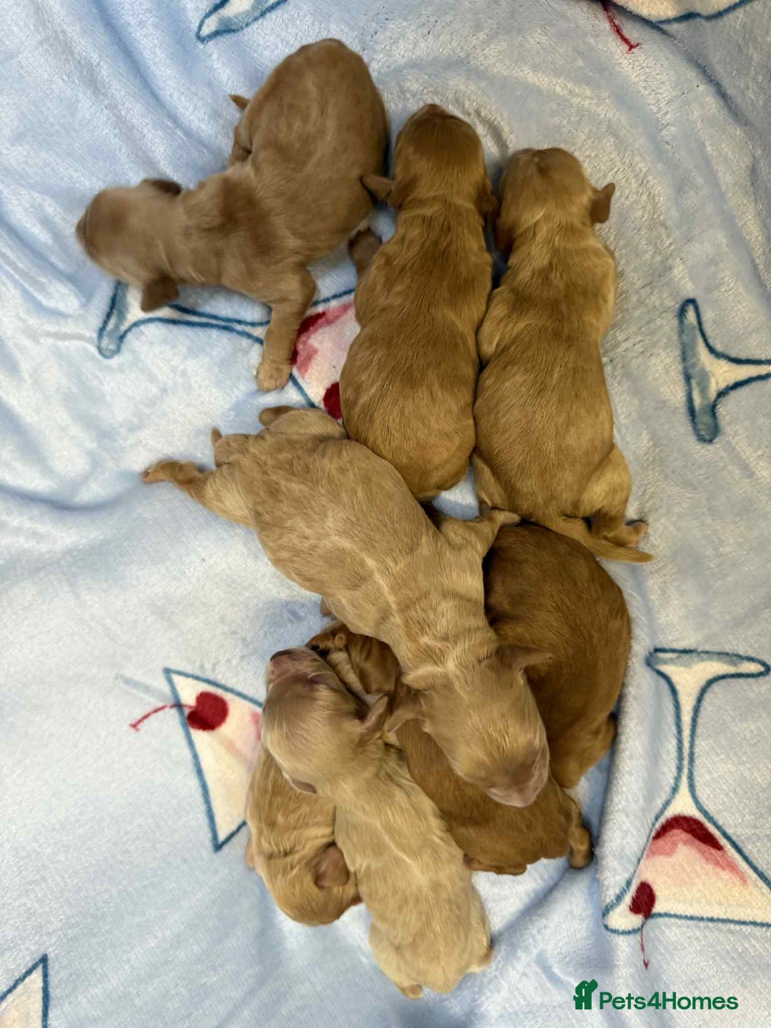 Cockapoo dogs for sale: Stunning red/apricot f1 cockapoos - Image 3